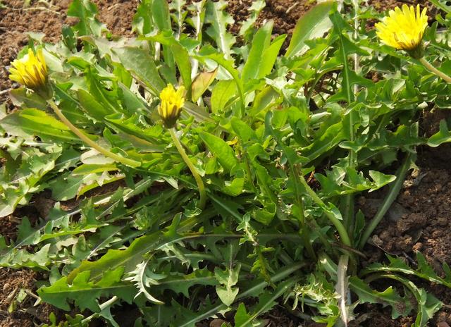 蒲公英|叶子|功效_新浪新闻