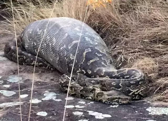 狮子老虎很牛吗看见这种小动物还不是束手无策