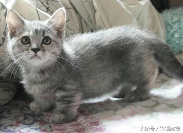 小短腿 宠物的忧伤,你不懂