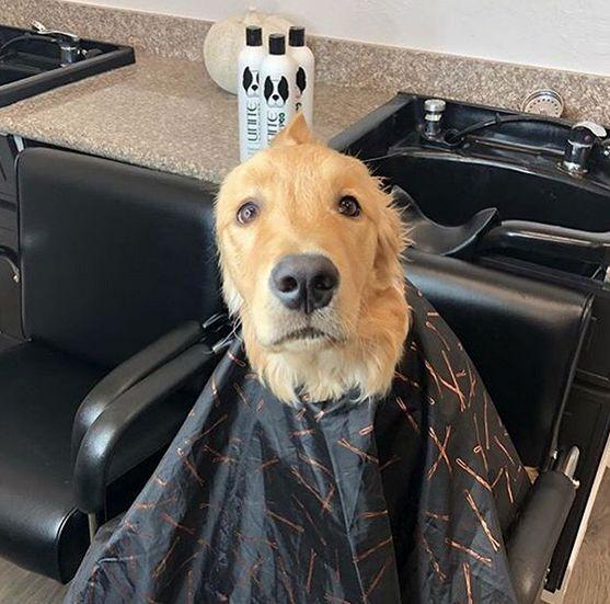 女孩带着爱犬来理发店给狗理发,店员瞬间被迷住了!