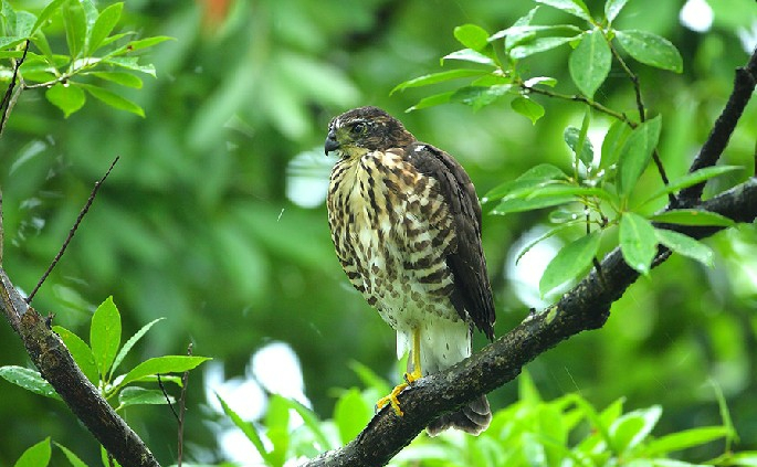 云中的精灵鹰之神舞松雀鹰