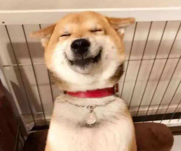 柴犬喜提狗崽一窝,还一脸谄媚地望着主人:小奶狗你来带