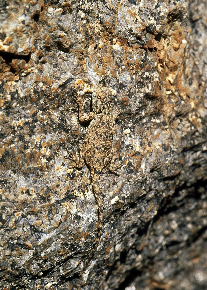 动物神奇的保护色堪称伪装大师总共20张图一张都不舍得删