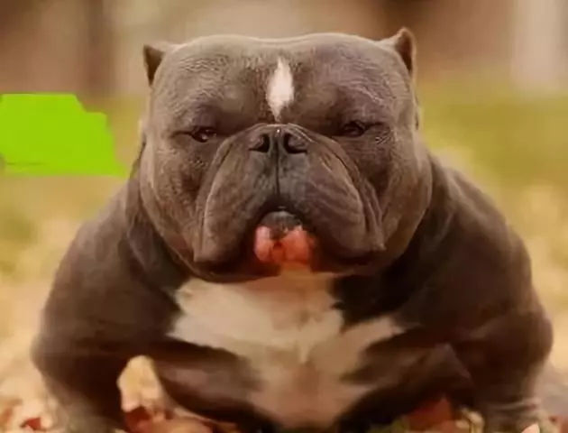 得忧郁症的黑狗,你了解这些狗界歧视吗?