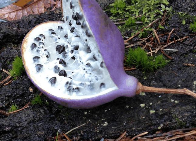 这些水果别说其中有一些没吃过其实连见都没见过啊