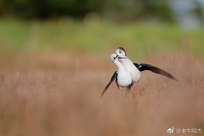 法国摄影师nathanlivartowski的动物摄影作品