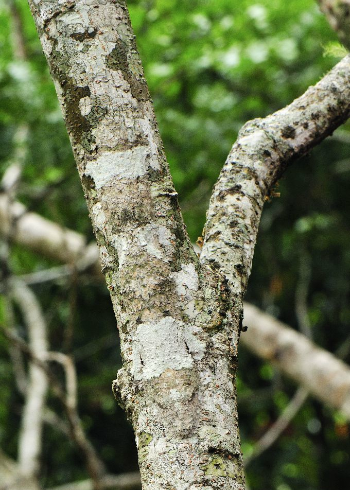 动物神奇的保护色,堪称伪装大师,总共20张图,一张都不舍得删