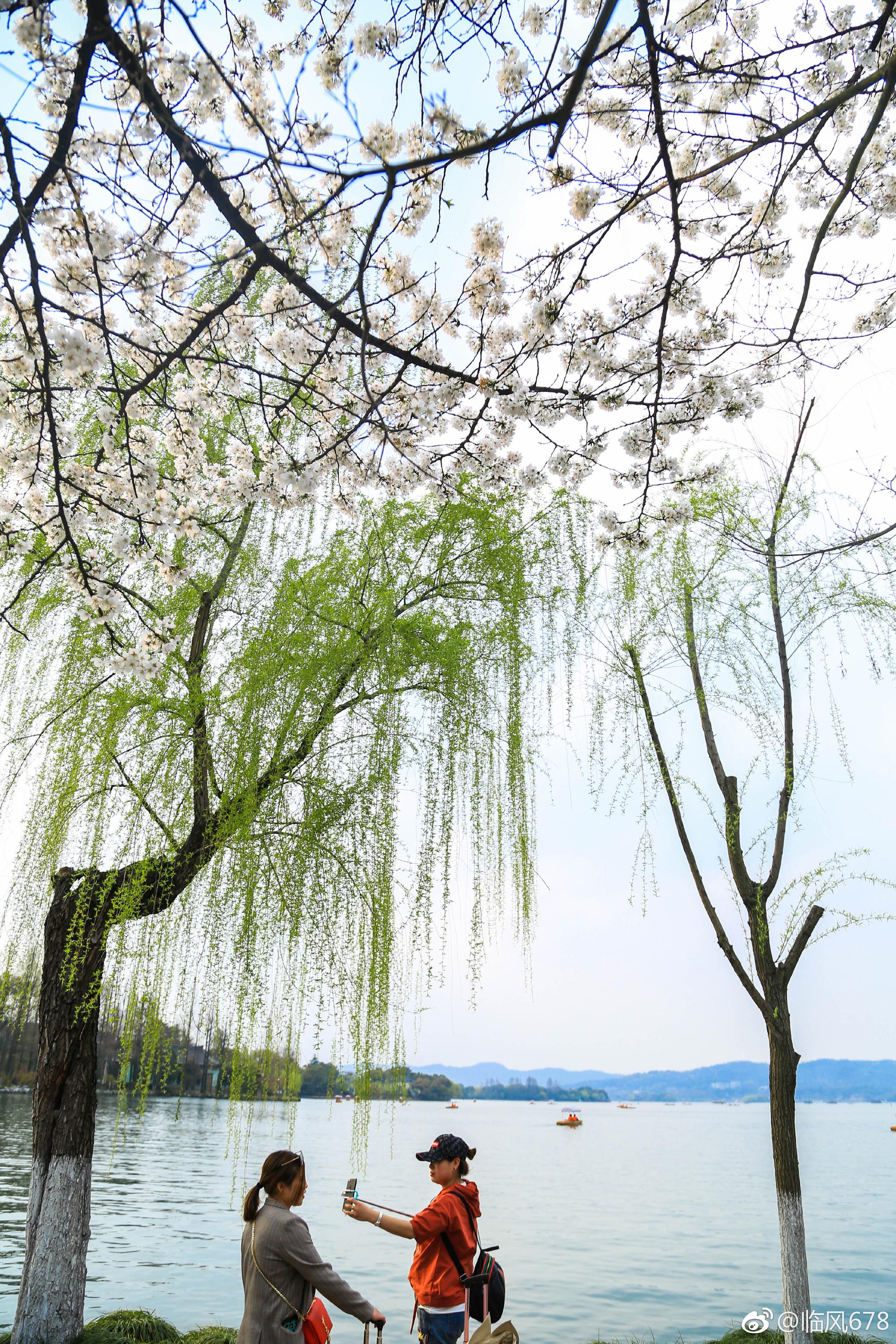 西湖美景三月天 ,春天的西湖永远都是那么美,早安西湖