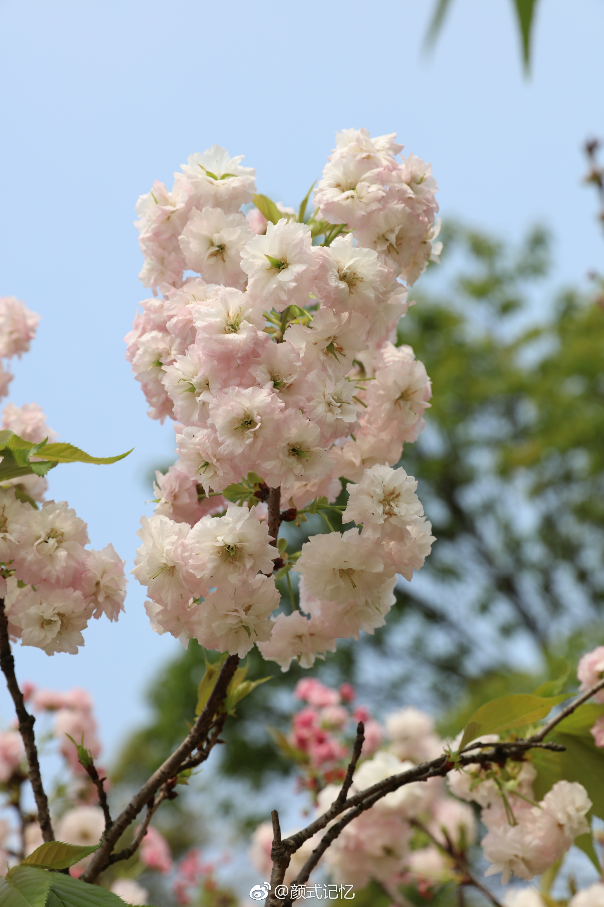 文静高洁华贵一一牡丹樱花晚樱四月三日摄于新会圭峰山国家