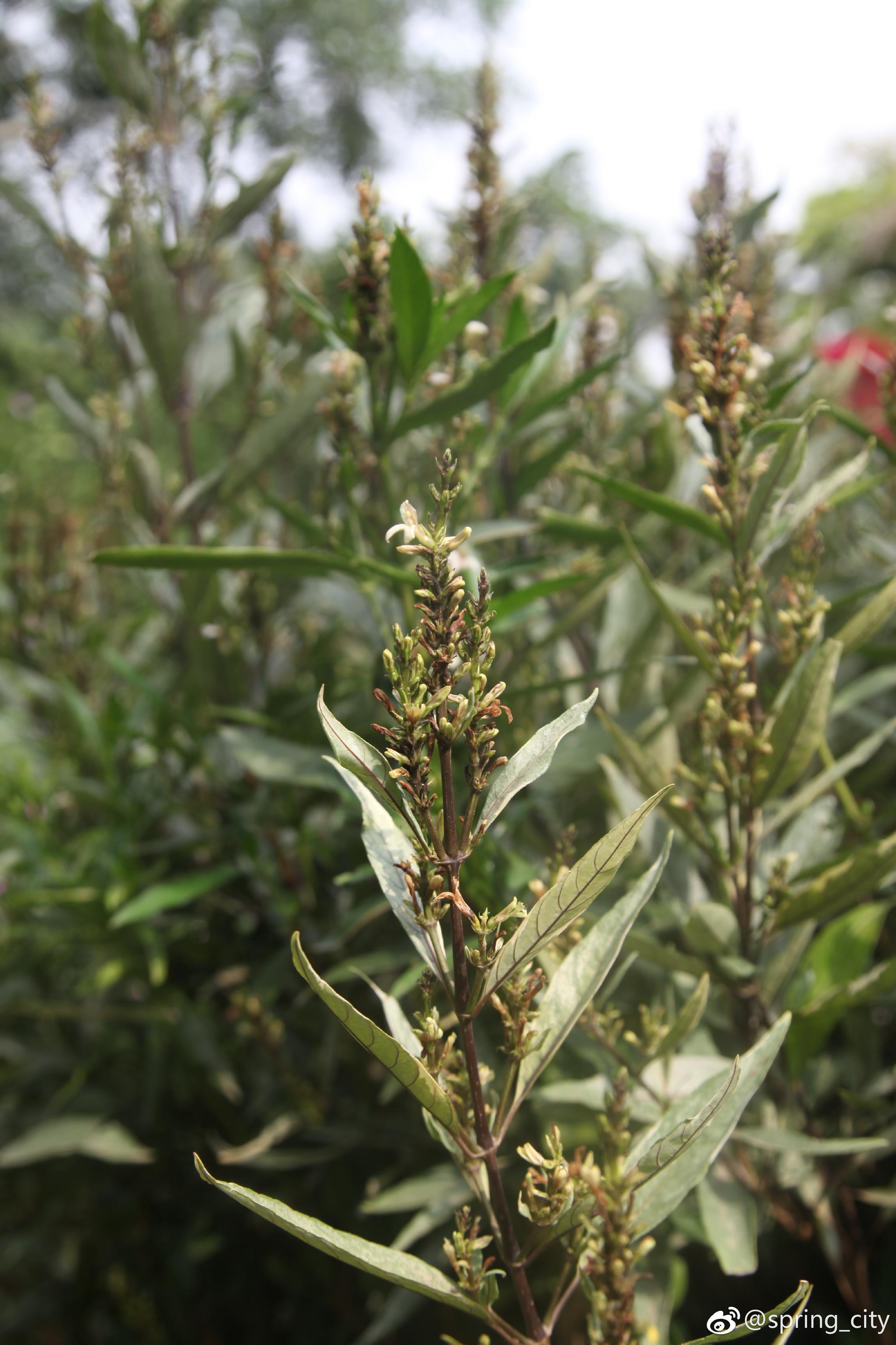 小驳骨爵床科爵床属中草药