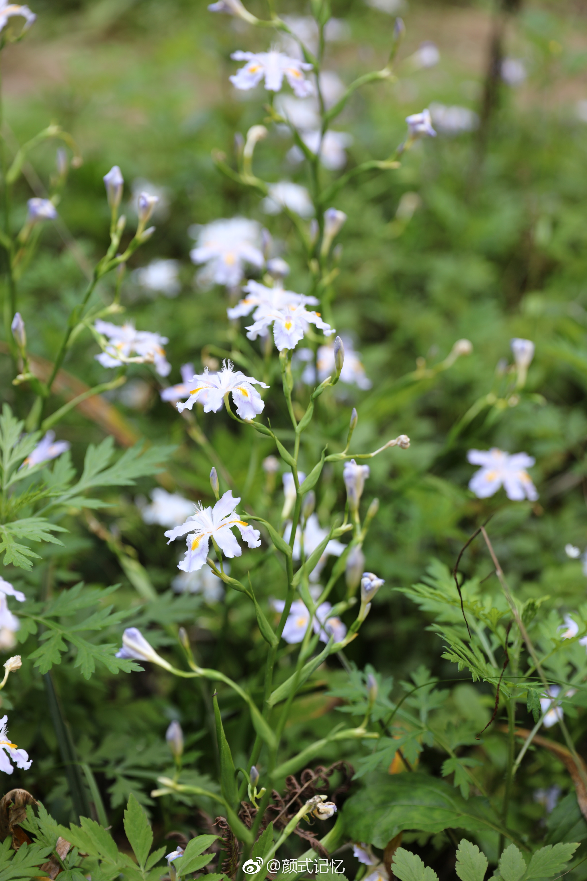 听风赏花高洁清雅爱情纯洁一一白蝴蝶花蝴蝶飞舞