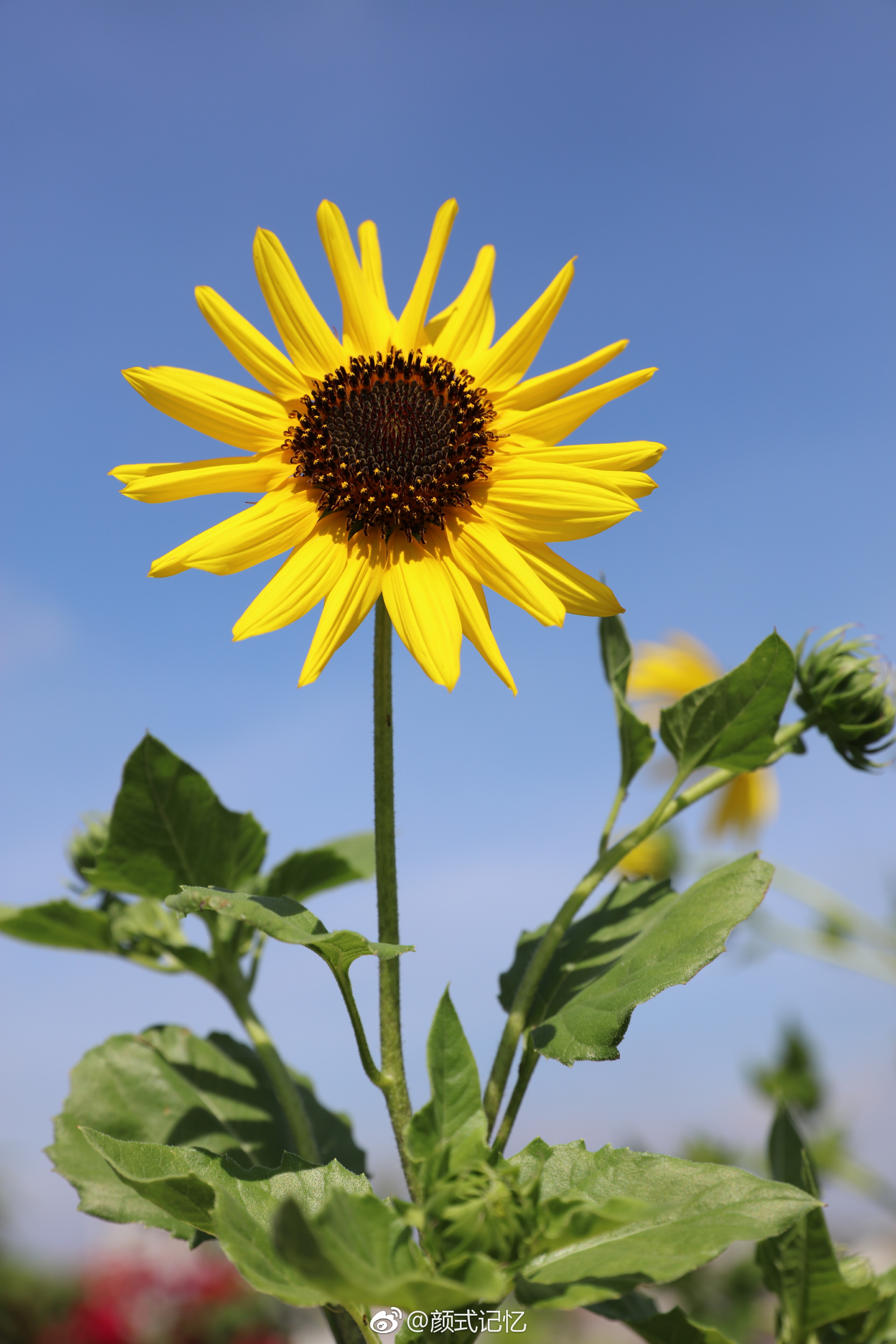 爱慕,忠诚,沉默的爱一一望日莲.(摄于自家天台)