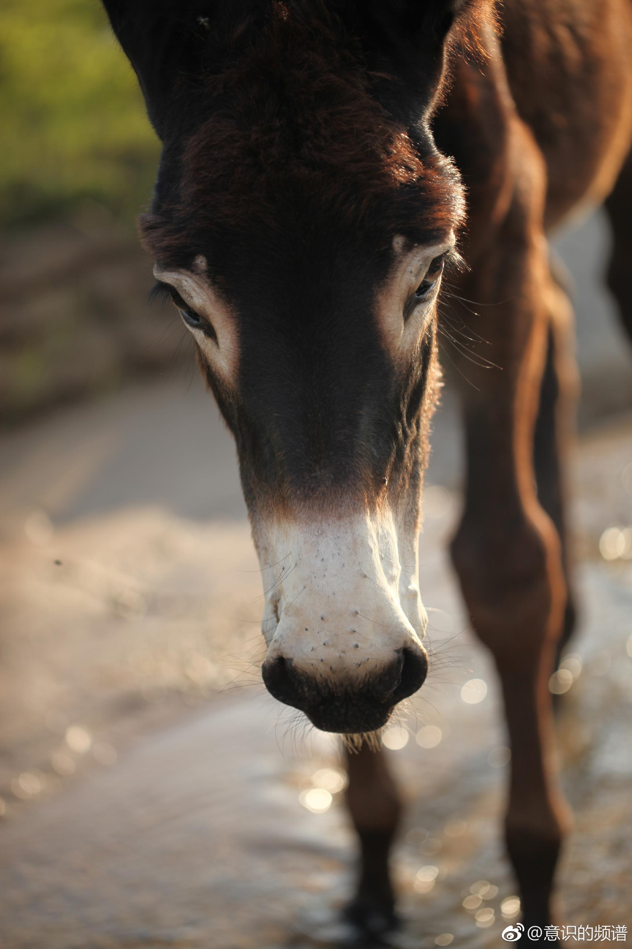 可爱的驴子