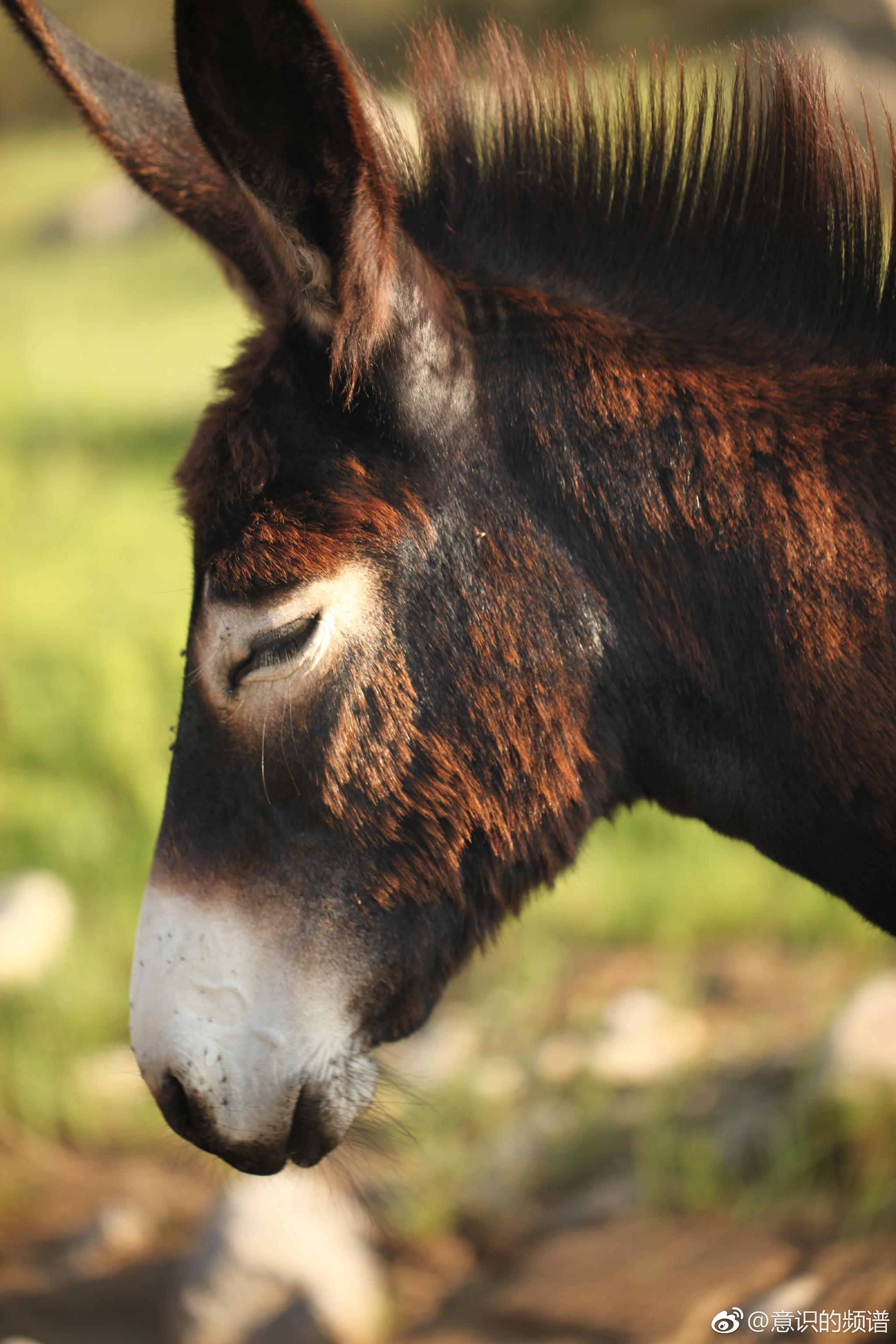 温存的眼神.倔强的脾气.