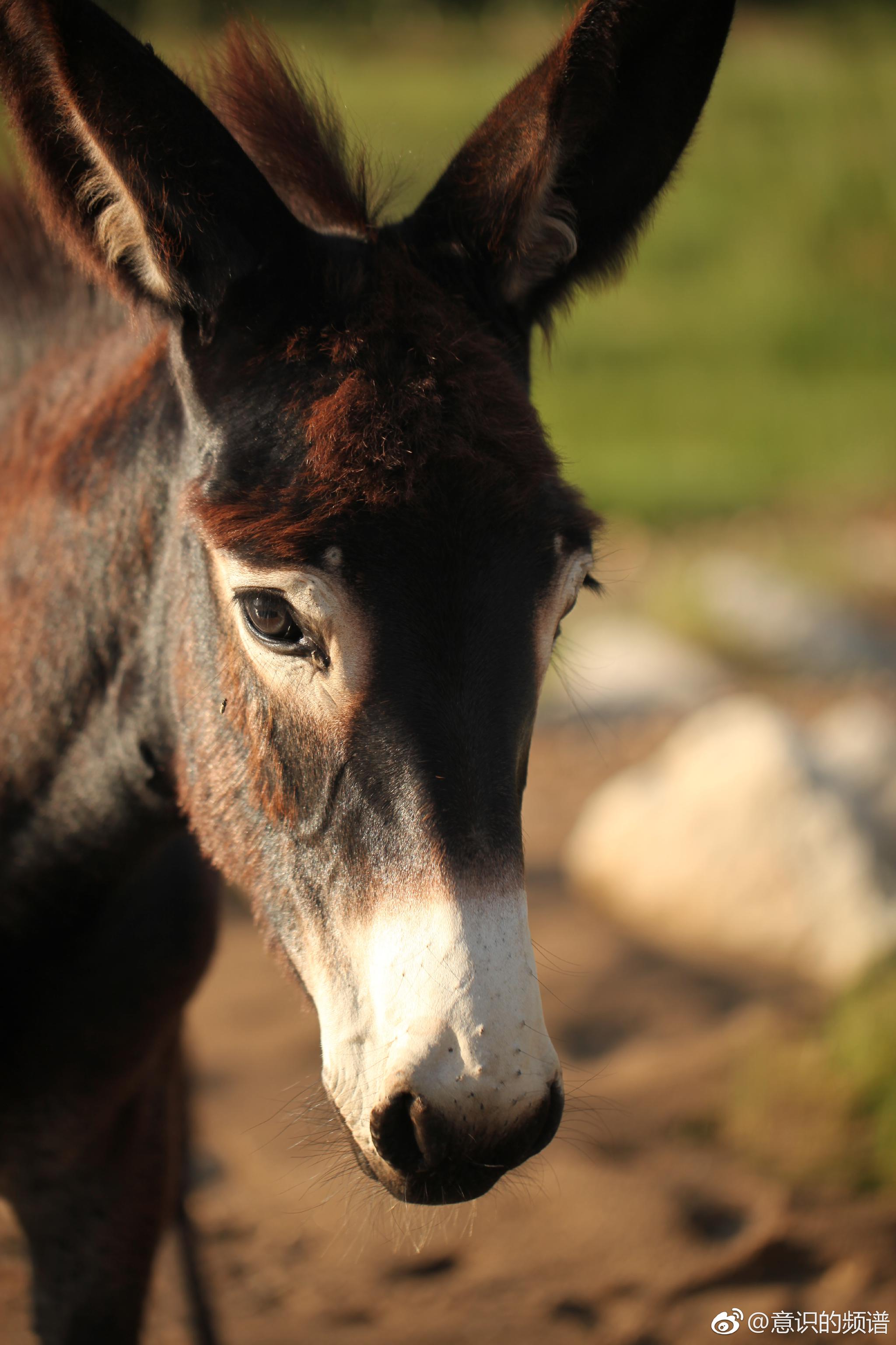 温存的眼神.倔强的脾气.
