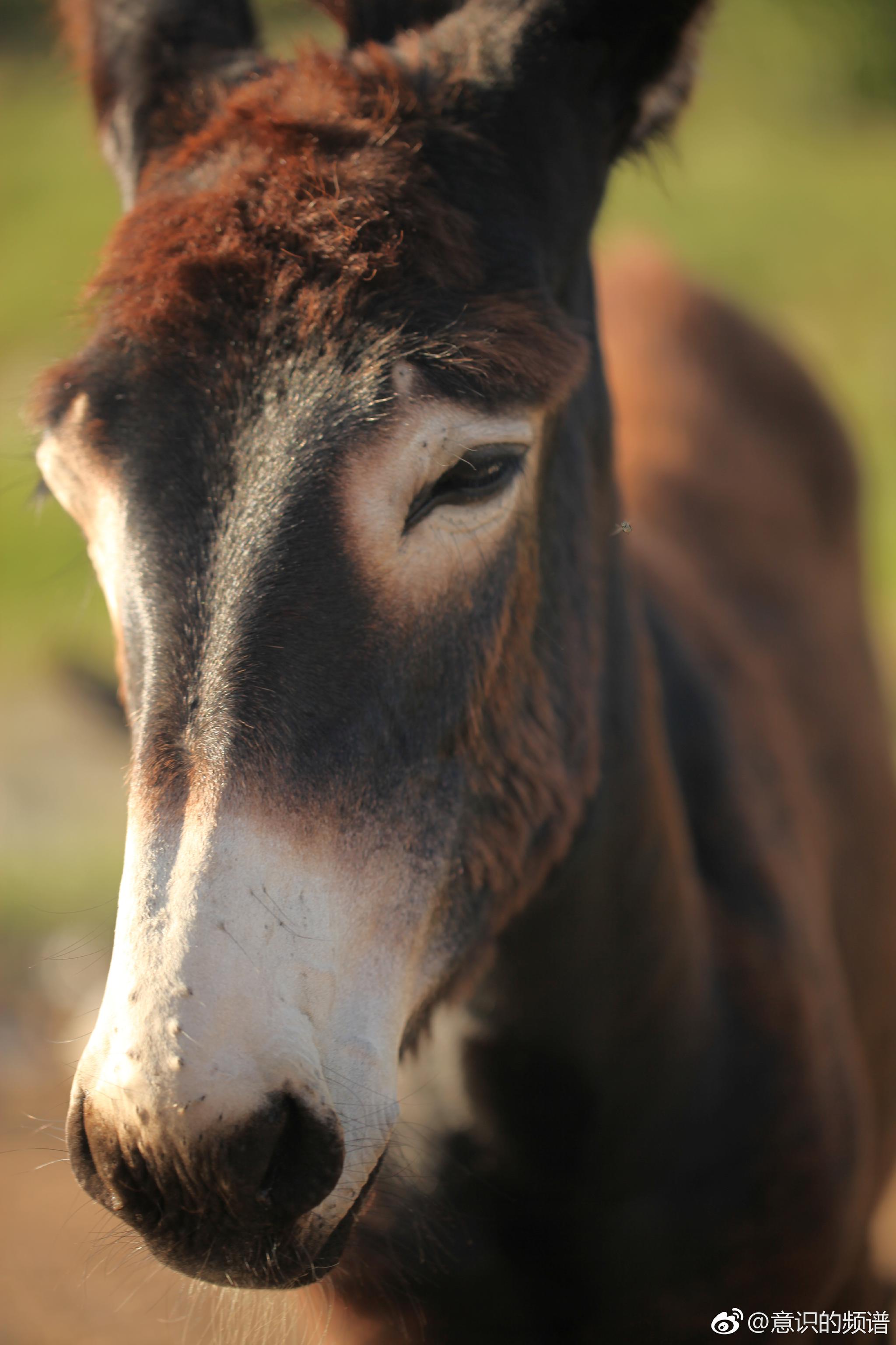 温存的眼神.倔强的脾气.