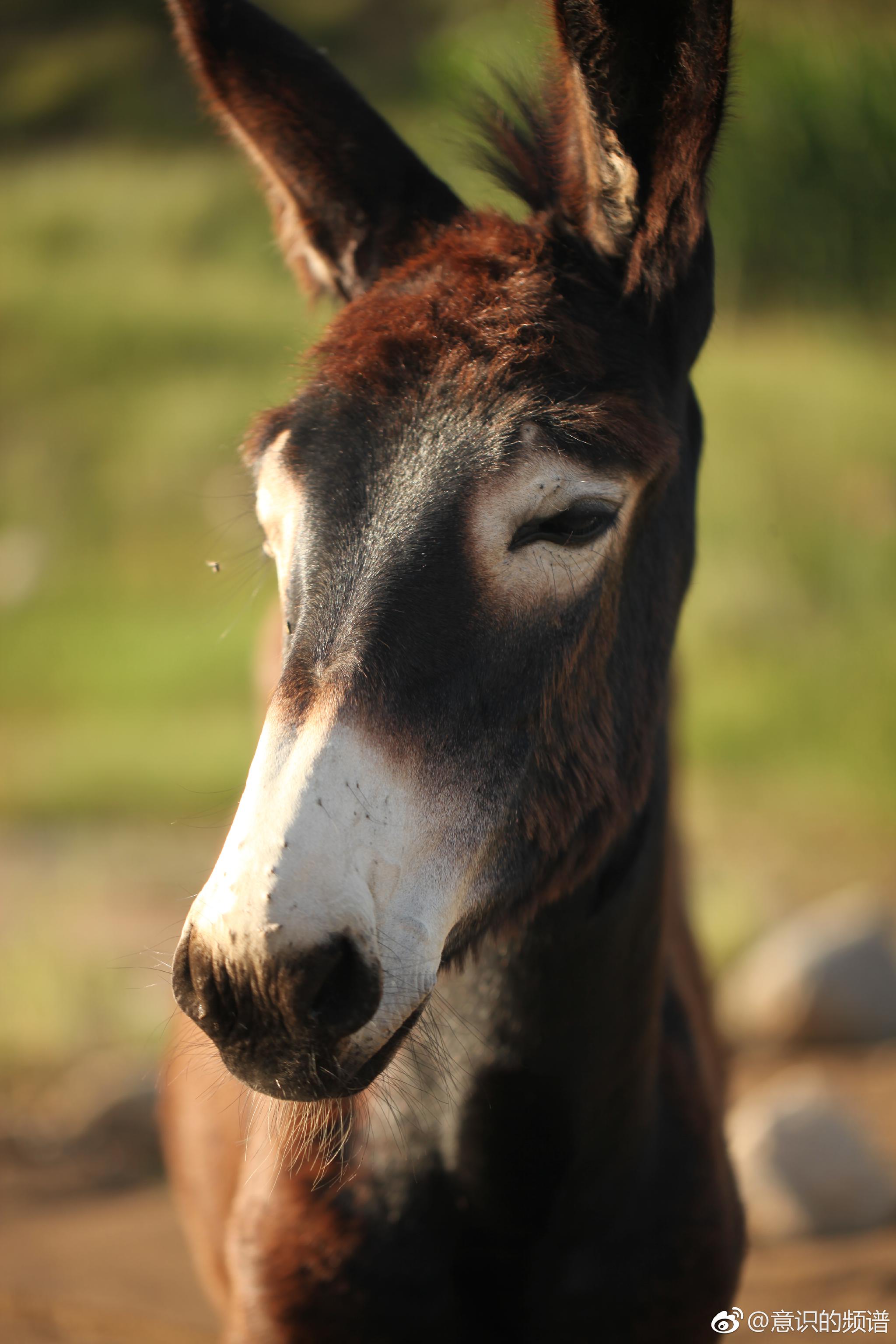 温存的眼神.倔强的脾气.