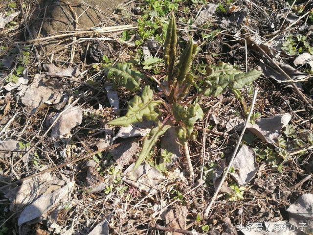 没有上山也采到了长白山的野菜,老长芹二甲芹山菠菜,吃法很多
