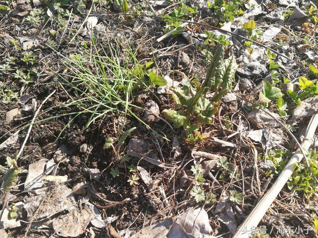 没有上山也采到了长白山的野菜,老长芹二甲芹山菠菜,吃法很多