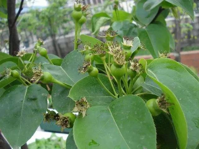 梨树春季管理手把手教你技术要点