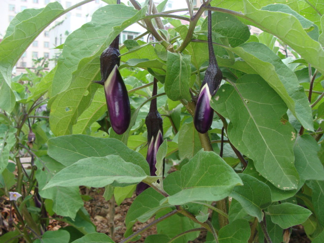 农村治疗脚气的土方法,解决好多人的烦恼 不如试一试|脚气|茄子树