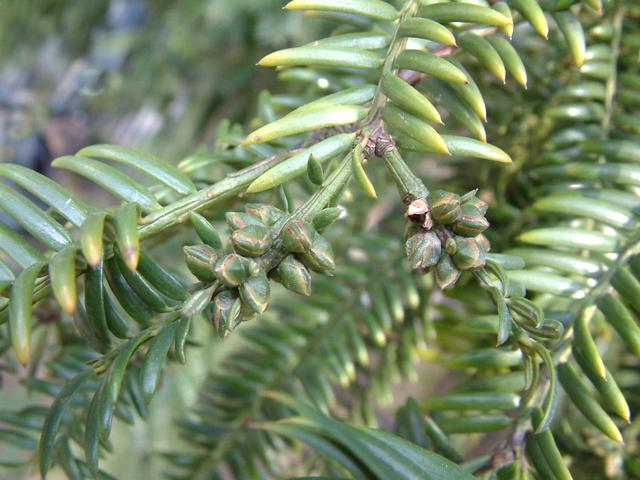 这东西属上等干果,市场价80元/公斤,亩产值8万,各地可种!