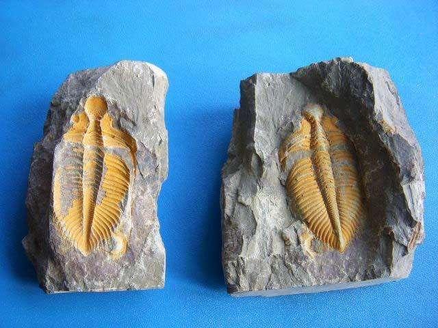 9500万年前的蟑螂化石被找到, 科学家从中发现蟑螂"打不死"秘密