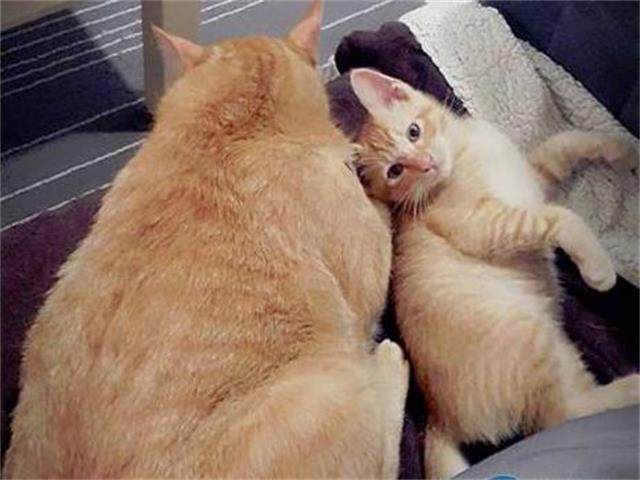 兔子突然闯进家里,一进门就扑倒橘猫,主人看到橘猫的表情笑喷了|猫咪|