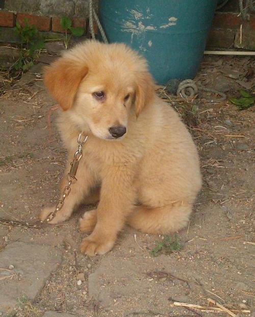 给我们留下美好回忆的儿时宠物|农村的大黄狗(三)