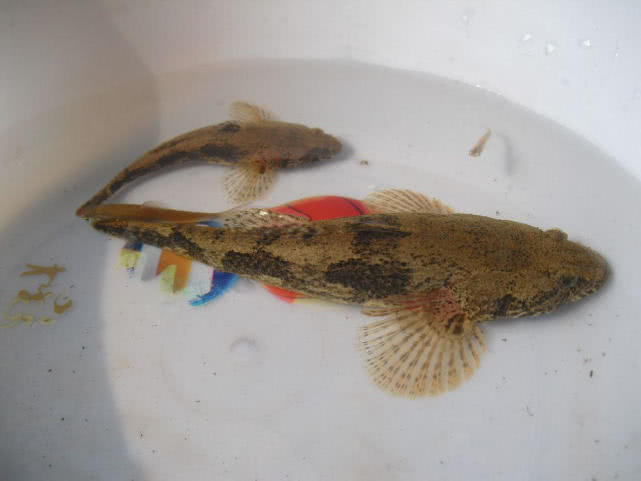 所以这个季节的笋壳鱼也是最美味的,这个时候的笋壳鱼没什么刺,鲜嫩细