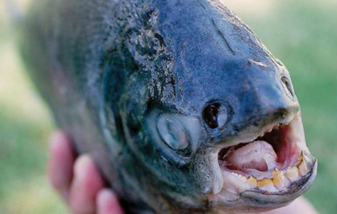 世界长最奇葩的人齿鱼,看完这张图后,我再也不敢吃鲶鱼