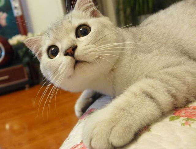 猫自己在家会孤单吗?