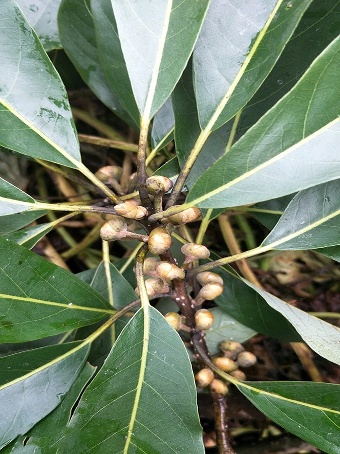 金丝楠木很贵很稀有吗这里的村民却把它当柴烧