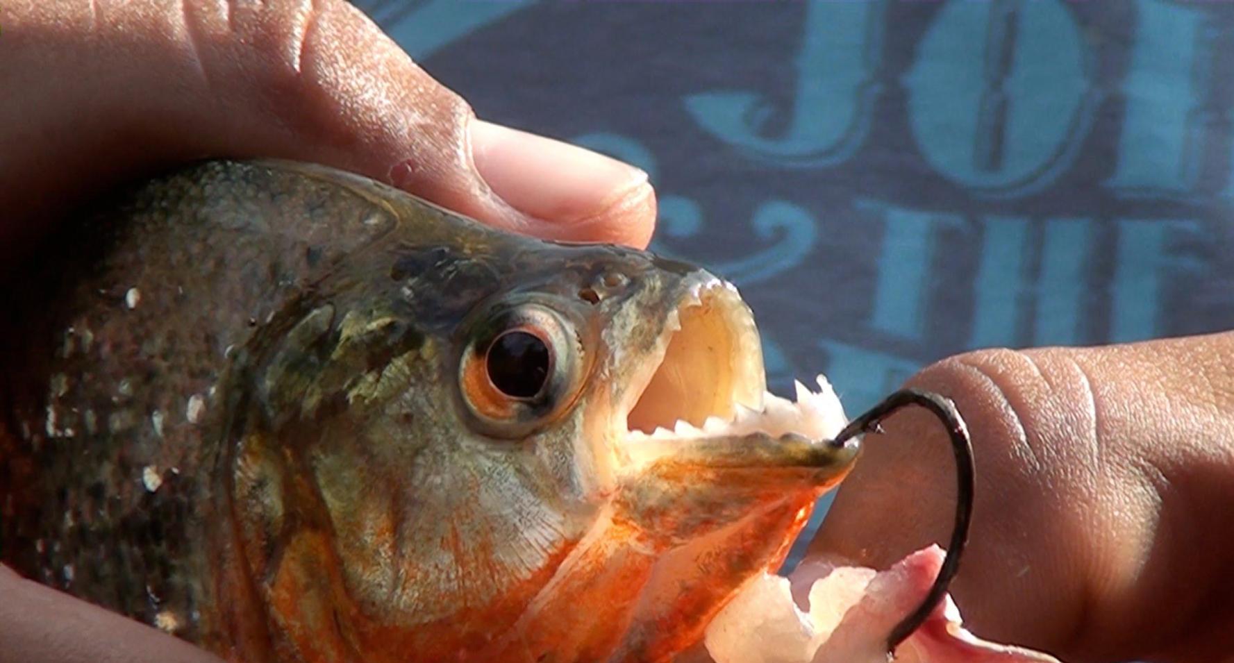 "侵略事件", 有些却是我们经常吃的美味|食人鱼|鲨鱼|缅甸蟒_新浪新闻