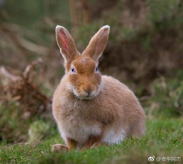 澳洲百亿野兔泛滥成灾 中国吃货能否解决兔灾