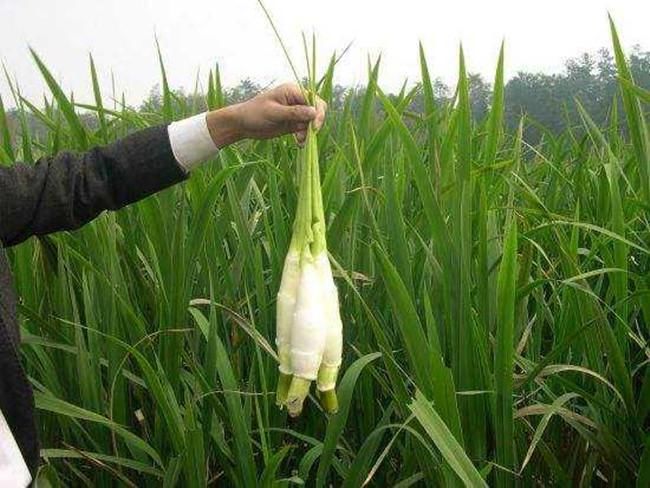 长在农村河里的一种野菜,病菌感染后成美食,没吃过的可惜了|茭白|病菌