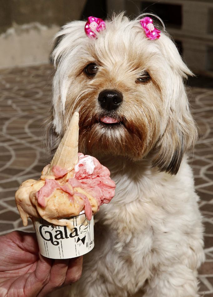 瞧瞧这只可爱的狗狗多享受它的美味!