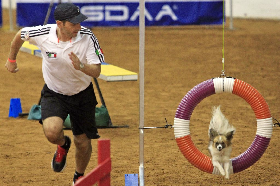 世界狗类敏捷锦标赛,各种狗狗展现风采