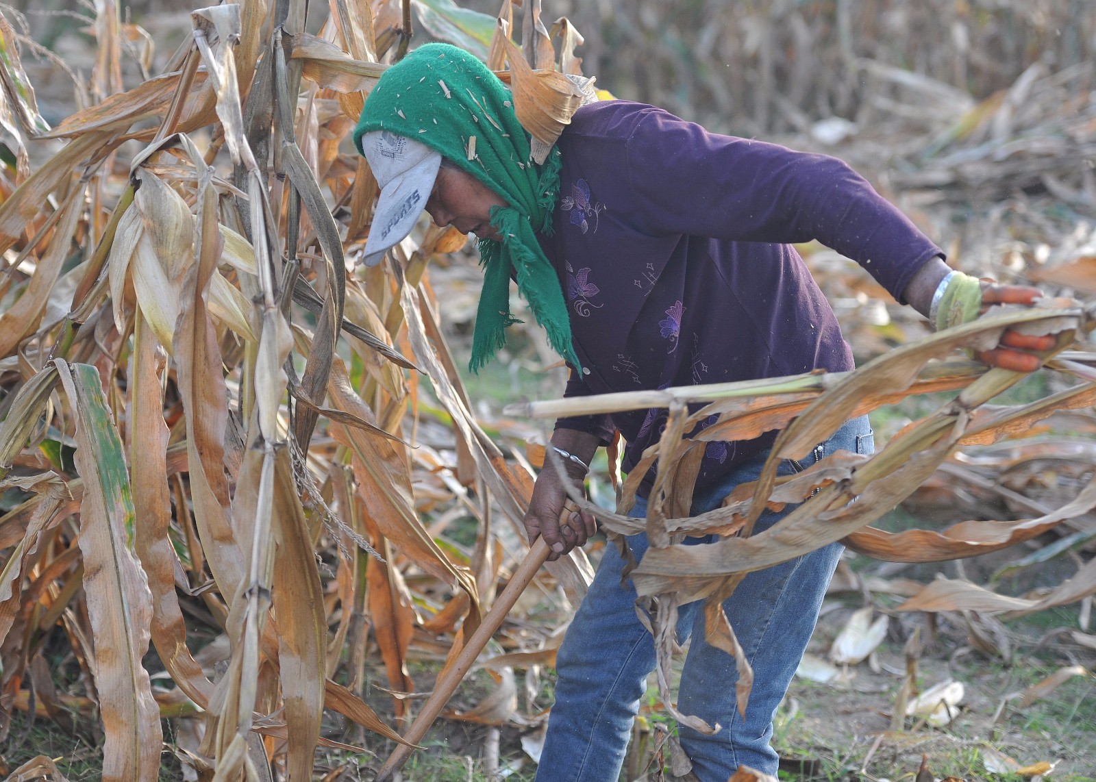 70岁大娘卖苦力不输年轻人,每天收秋干活8小时