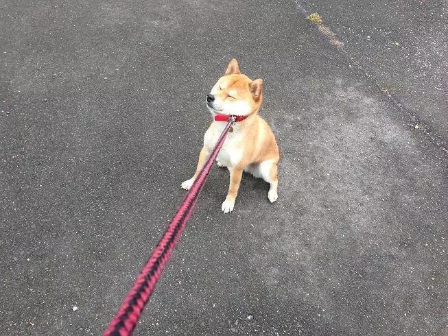 下次再也不买那么长的牵引绳了省得被狗子这样欺负