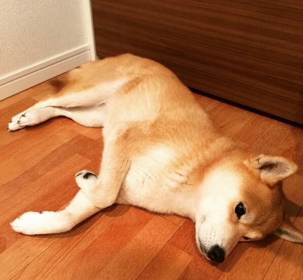 对于说躺就躺的柴犬 我可能养了一只废柴