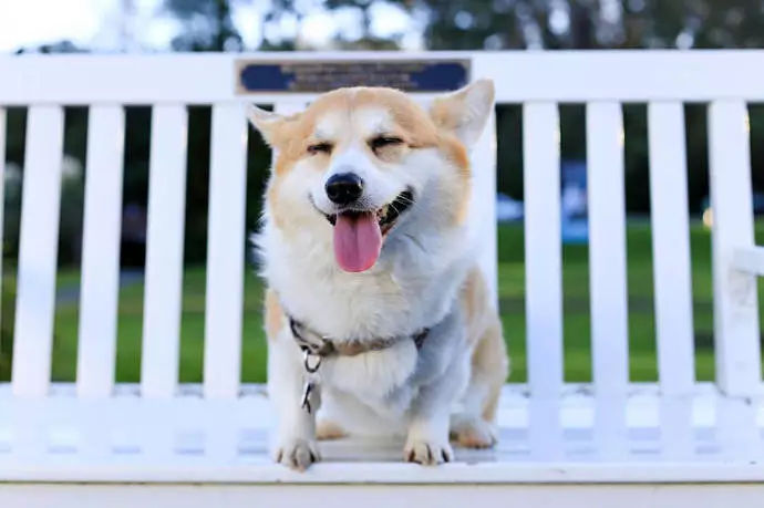 狗子的笑是这世界上最能温暖人心的东西了|狗子|人心|狗狗_新浪新闻