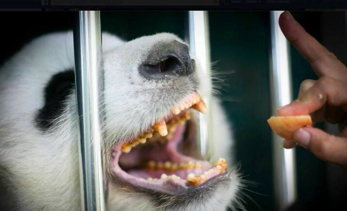 史上最惨大熊猫,在泰国啃木头,牙齿都快磨没,如今难以生产