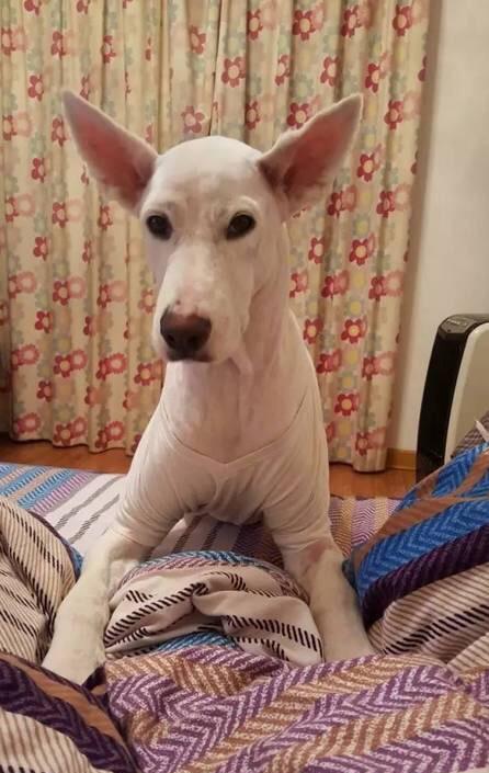 剃毛|萨摩耶|狗_新浪新闻