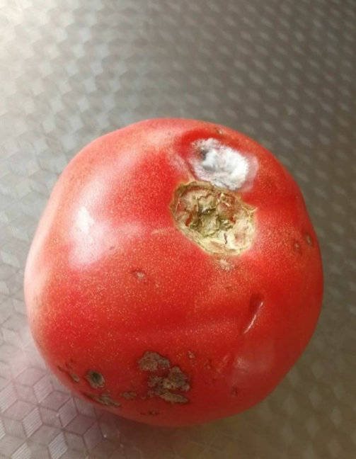 网友爆料北国商城地下超市售卖长毛西红柿