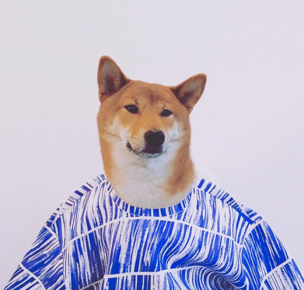 狗模人样 当柴犬穿上衣服 帅呆了