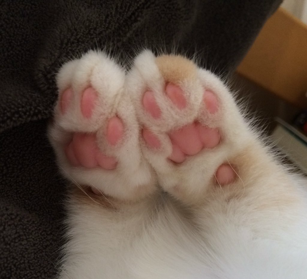 女孩每次看到猫咪粉嫩嫩的小肉垫时就出现一个奇怪的想法