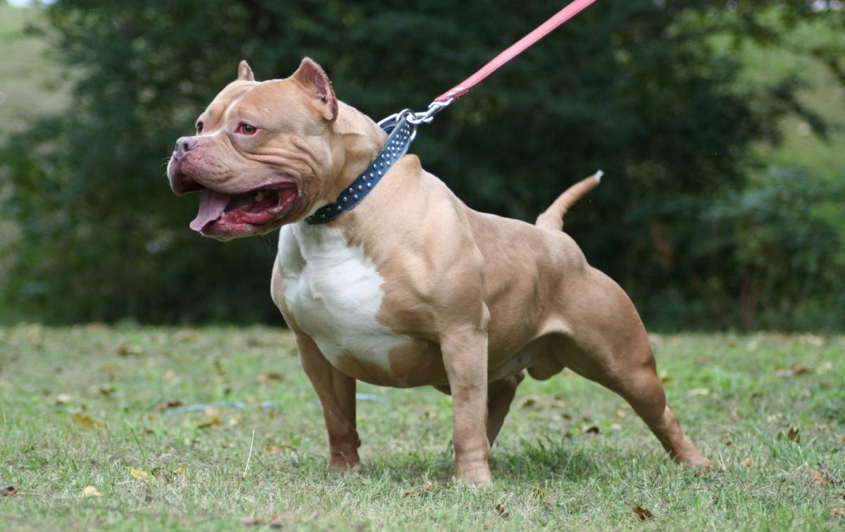 人人都想养但却被禁的十大犬种 萌蠢斗牛犬肥头大耳却异常凶猛