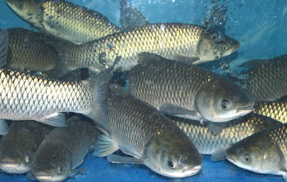 中国家喻户晓的鲤鱼竟不是中古四大家鱼知道为什么吗