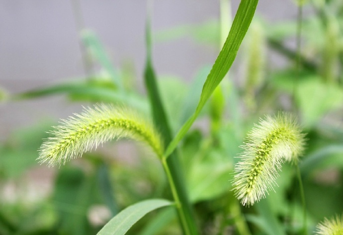 我是一棵小草,沐浴着阳光,吐露着气息的芬芳,我虽没有鲜花那么香|小草